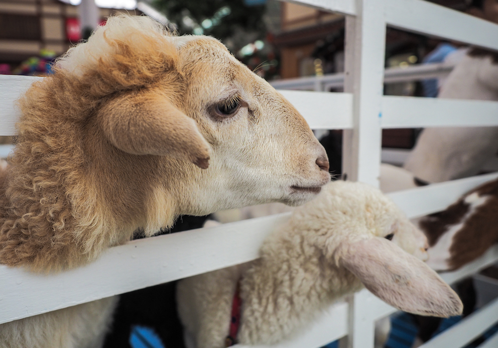 Belçika | Müslümanlar Adalet Divanı’nın Kurban Kararını Olumlu Karşıladı