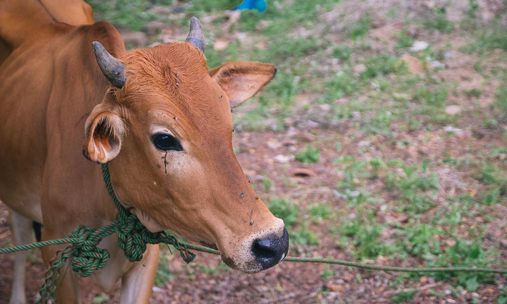Belçika elektroşoksuz kesim yasağı