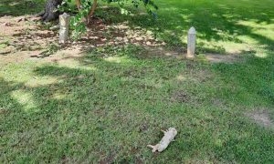 Bosna Hersek’teki Bir Cami Avlusuna Domuz Leşi Bırakıldı