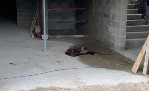 Fransa’da Camiye Domuz Kafası Bırakıldı