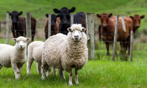 Avrupa Adalet Divanından Belçika’daki Helal Kesim Yasağına Onay