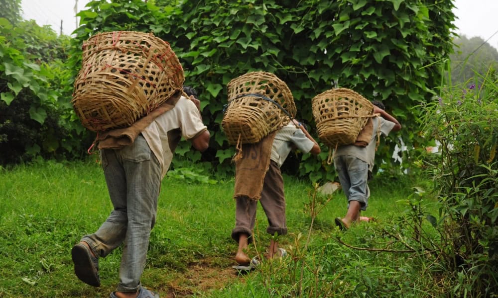 “Tedarik Zincirinde Çocuk İşçiliğini En Çok Gelişmiş Ülkeler Kullanıyor”