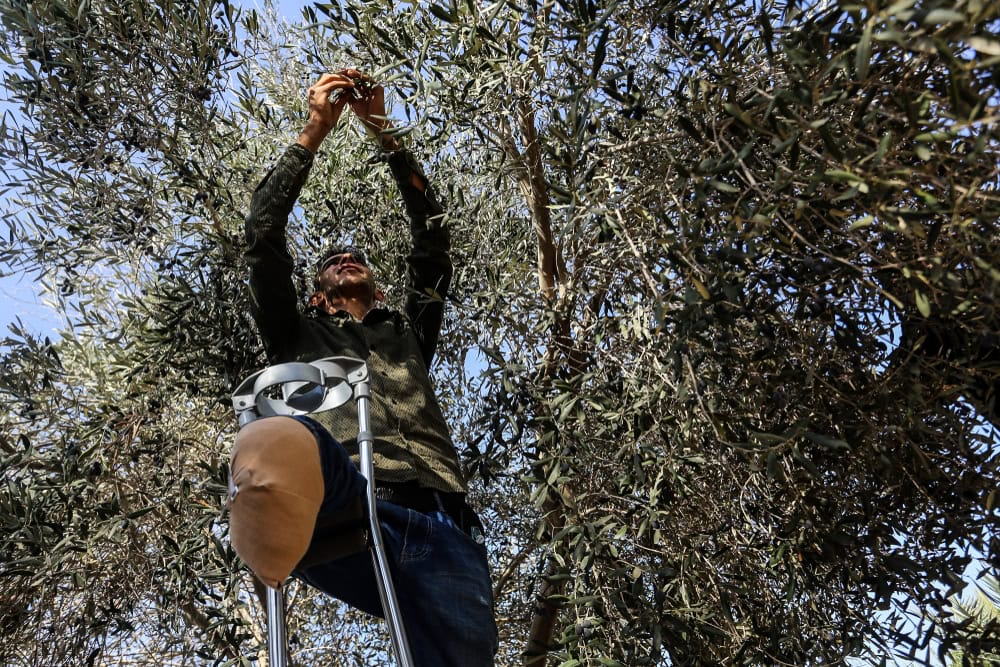 Batı Şeria'da araziye erişimdeki kısıtlamalar ve İsrailli yerleşimcilerin kullandığı şiddet, zeytin hasadı sezonunda Filistinli çiftçiler için büyük riskler ve zorluklar oluşturuyor ve geçim kaynaklarını baltalıyor.