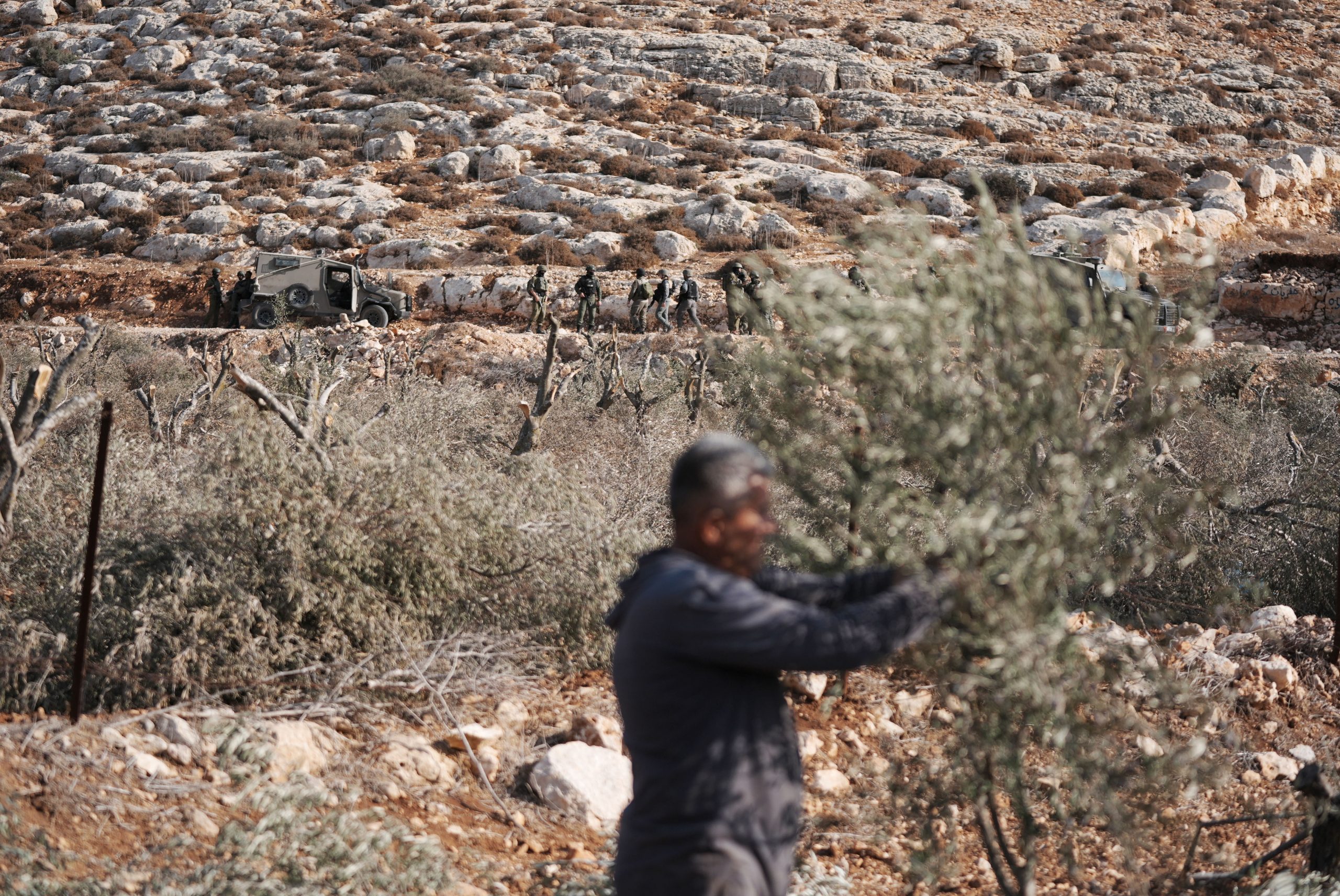 Filistin’de bu yıl da binlerce zeytin ağacı söküldü; hasat mevsimi işgalin gölgesinde geçti. Sonbahar, Filistin’de yalnızca hasat zamanı değil; köklerine tutunan bir halkın, toprak ve kimlik mücadelesinin yeniden filizlendiği bir direniş mevsimi.